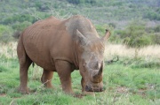 white_rhinoceros (7)